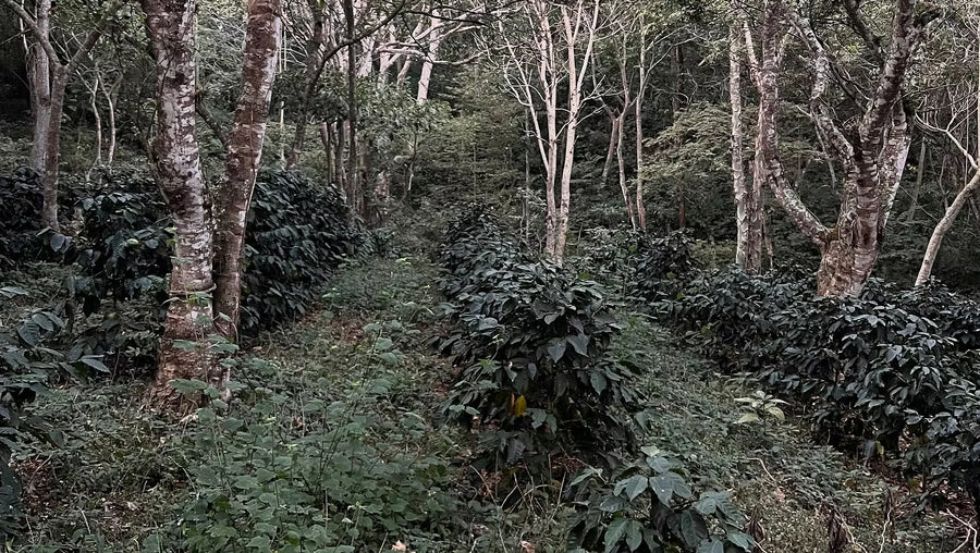 Kaffeesträucher im Schatten hoher Bäume in Guatemala