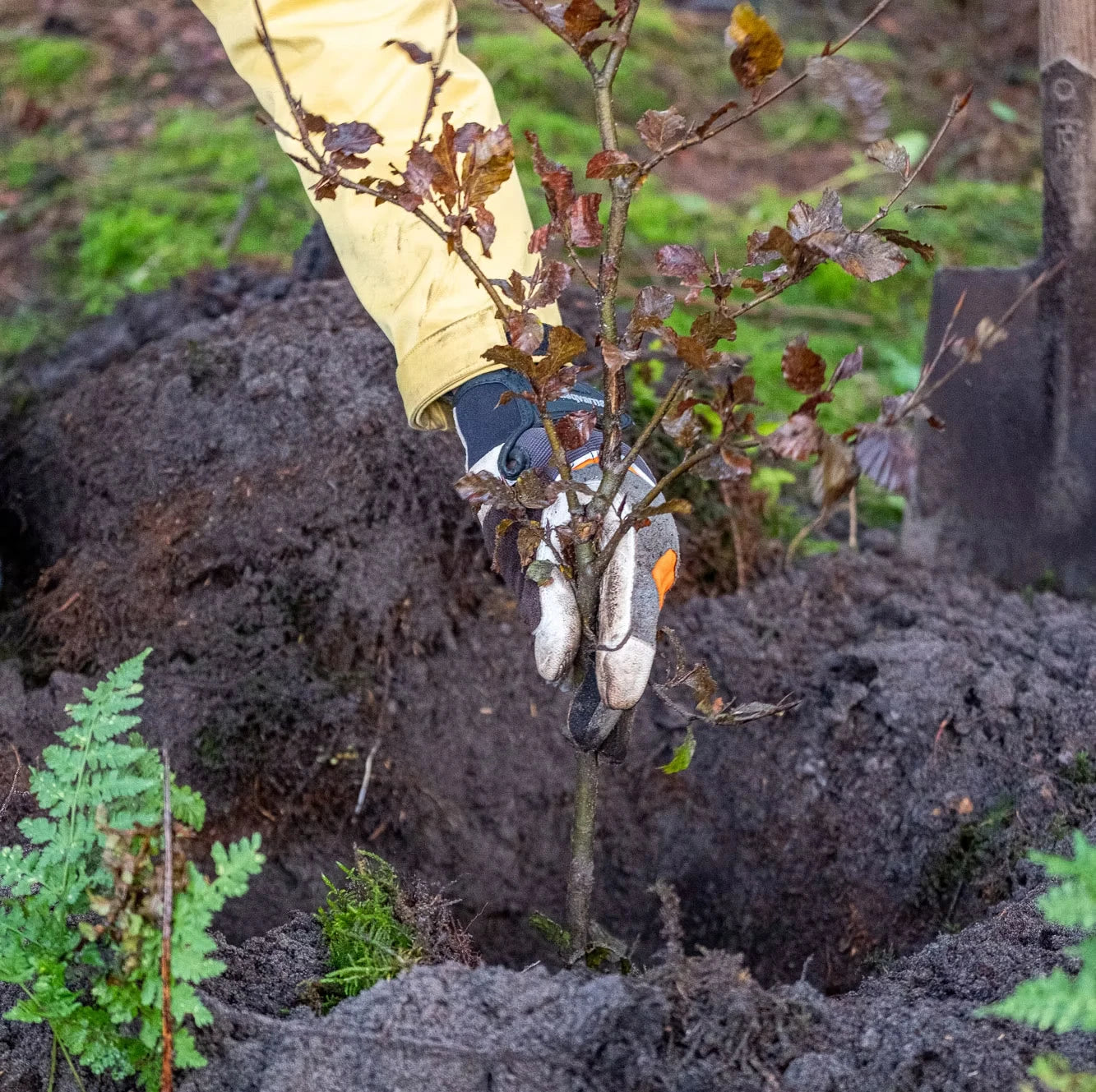 Hände setzen einen jungen Baum in frisch ausgehobene Erde