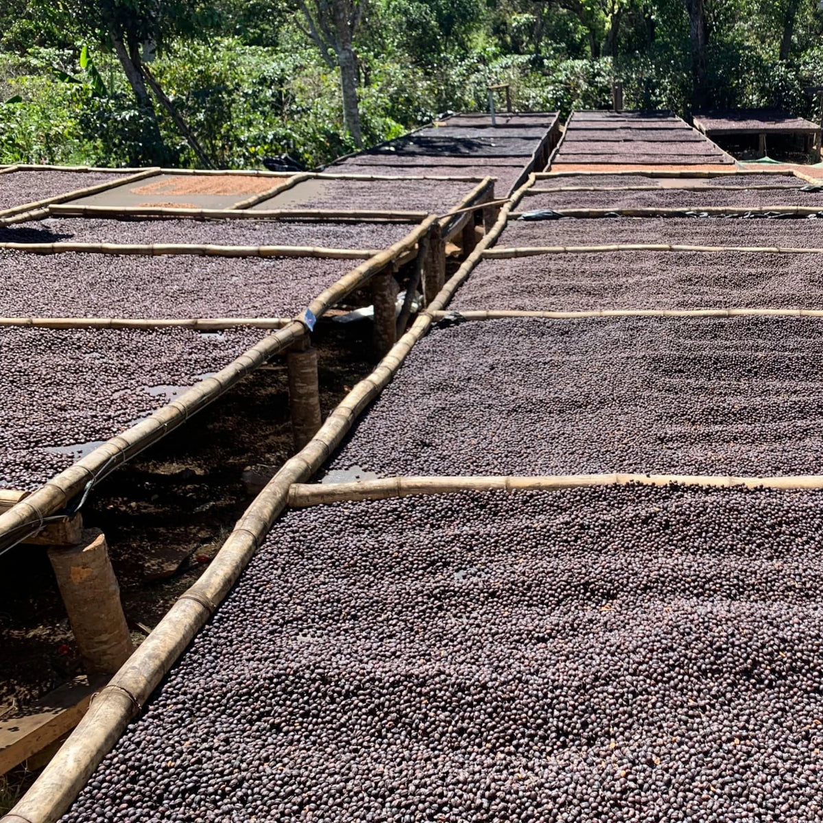 Lange Trockenbeete mit Kaffeekirschen auf Bambusgestellen vor tropischem Grün