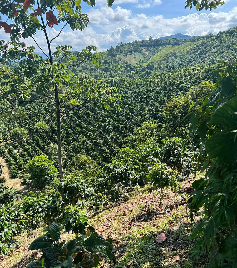 Blick über terrassierte Kaffeehänge in Kolumbien